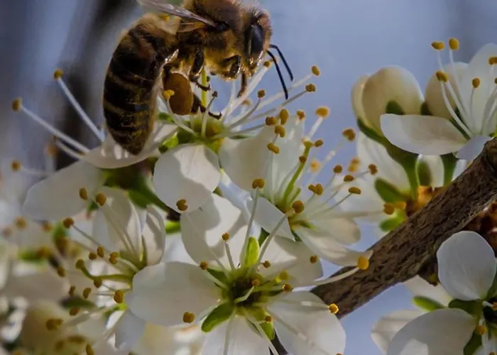 Siedlisko Przy Lesie Alpaka 3 *