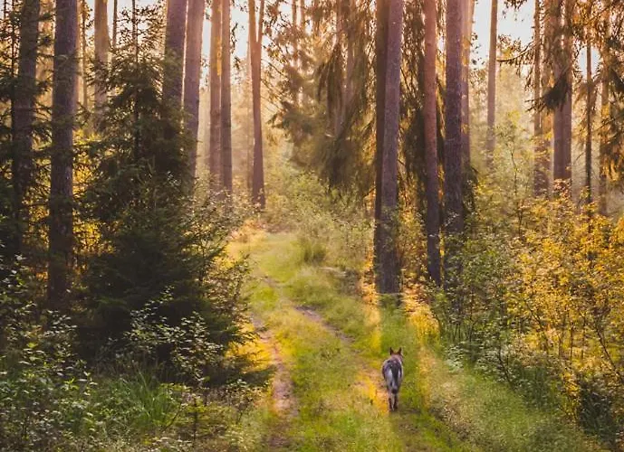 Siedlisko Przy Lesie Alpaka 3