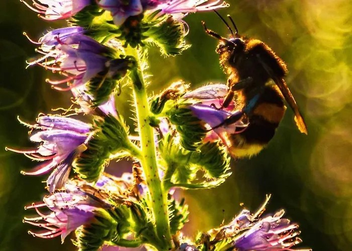 Siedlisko Przy Lesie Alpaka 3 Workiejmy