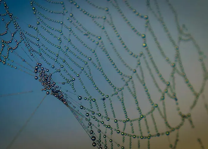 Siedlisko Przy Lesie Alpaka 3