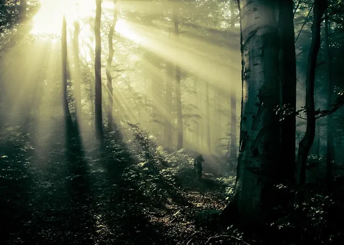 Siedlisko Przy Lesie Alpaka 3