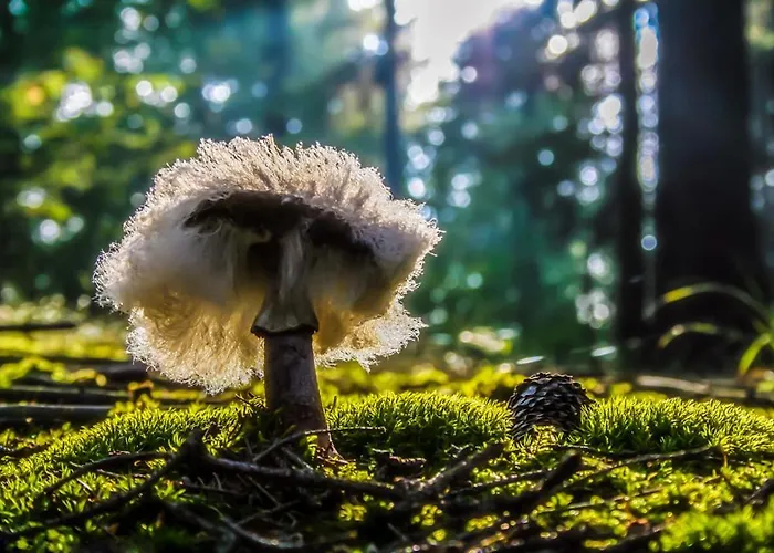 Siedlisko Przy Lesie Alpaka 3 * Workiejmy