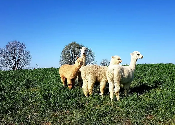 Siedlisko Przy Lesie Alpaka 3 Villa