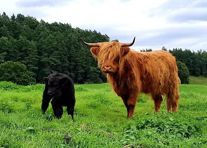 Villa Siedlisko Przy Lesie Alpaka 3