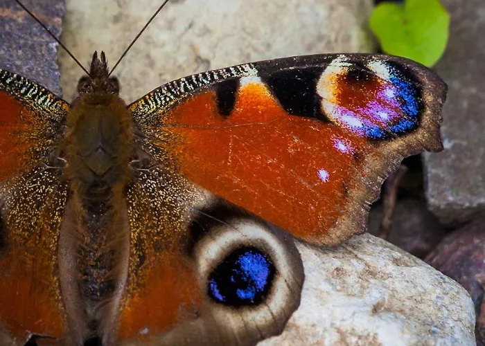 Siedlisko Przy Lesie Alpaka 3 Villa *